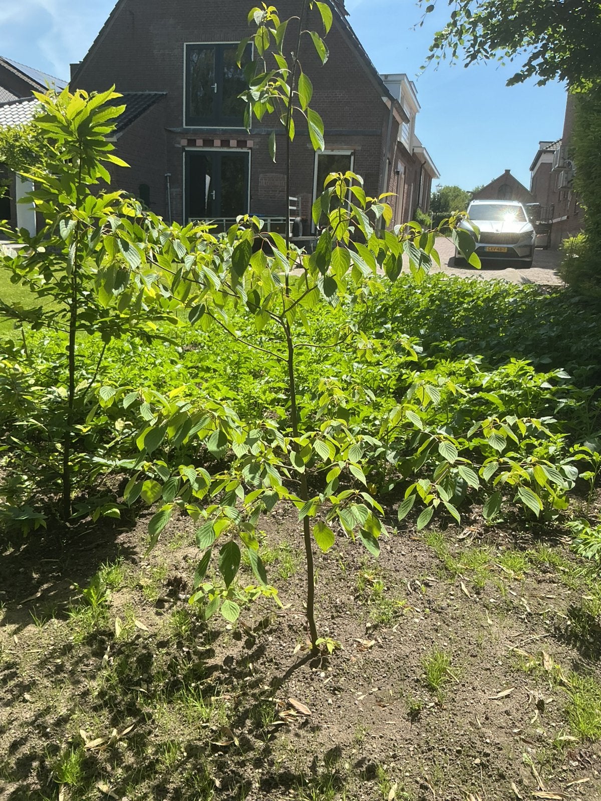 Cornus Controversa, Ophalen, Volle zon, Overige soorten, 100 tot 250 cm