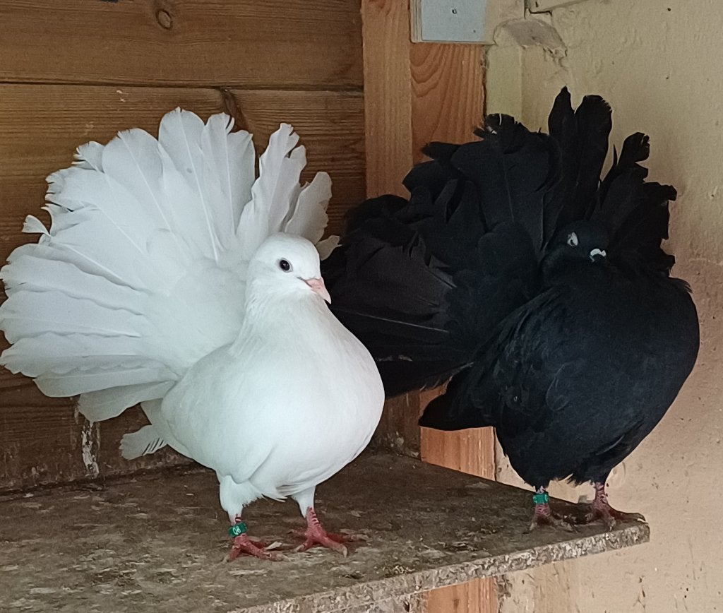 Pauwstaart kweekkoppel, Meerdere dieren, Overige soorten