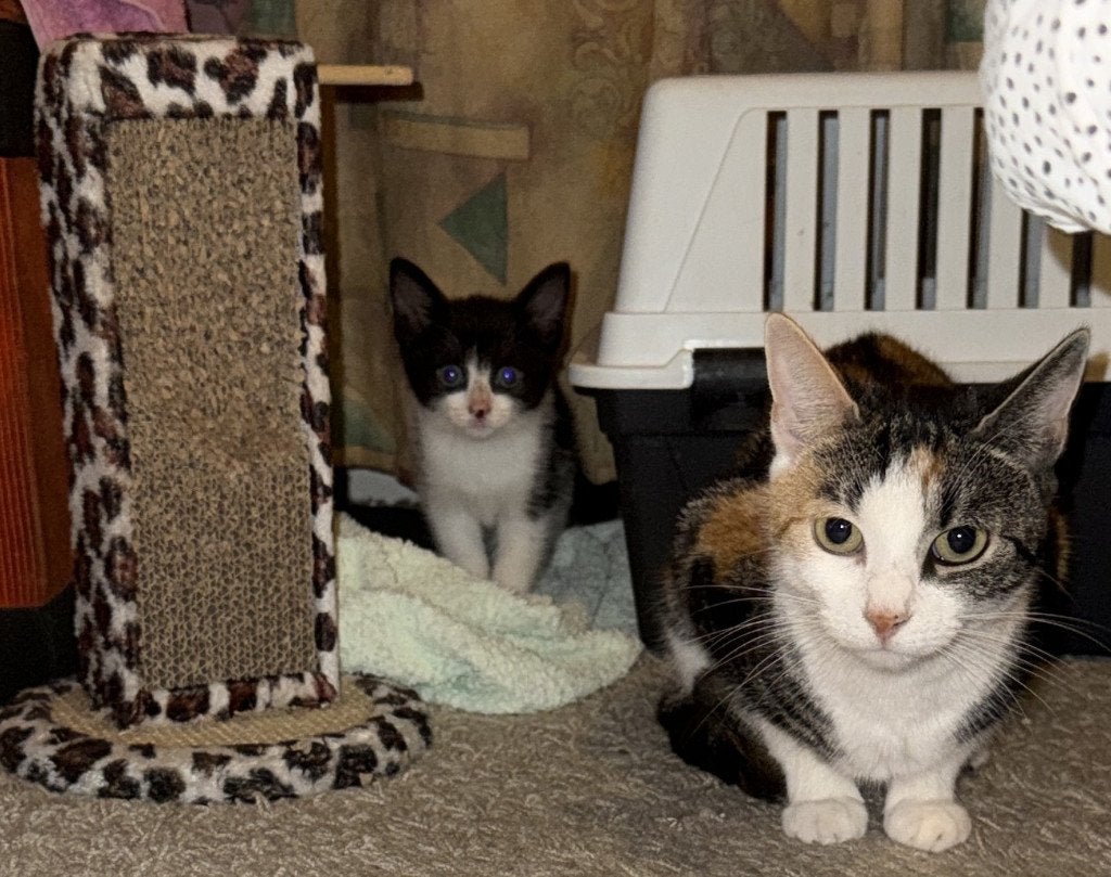 Lieve gezonde mooie zwart-wit kitten te koop [vrouwtje], Dieren en Toebehoren, Poes, Kortharig, 0 tot 2 jaar