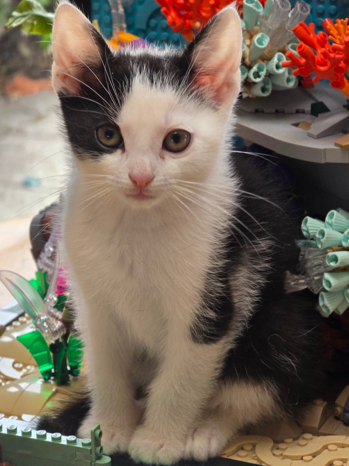 Twee schattige kittens te koop (mogen het nestje verlaten), Meerdere dieren