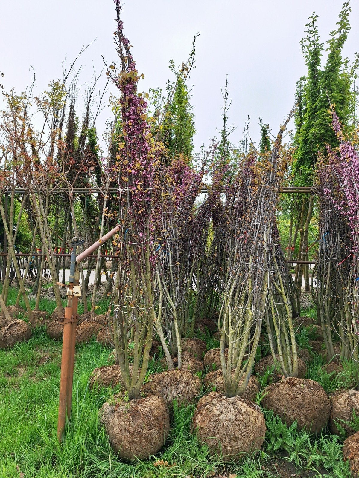 Cercis Siliquastrum🌿🌺 (Judasboom) meerstam🌳, Ophalen, Zomer, Volle zon, Overige soorten