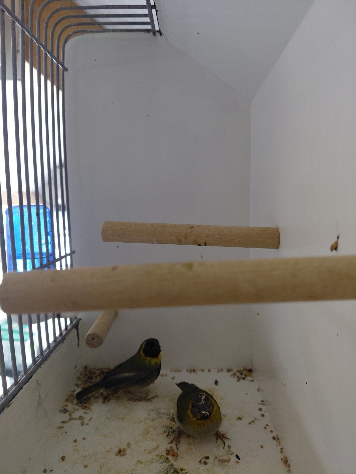 kleine cubavinken, Dieren en Toebehoren, Vogels | Overige Vogels, Meerdere dieren, Tropenvogel, Geringd