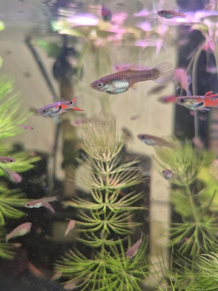 Endler guppen per 10 stuks 5,00 euro, Dieren en Toebehoren, Vissen | Aquariumvissen, Vis