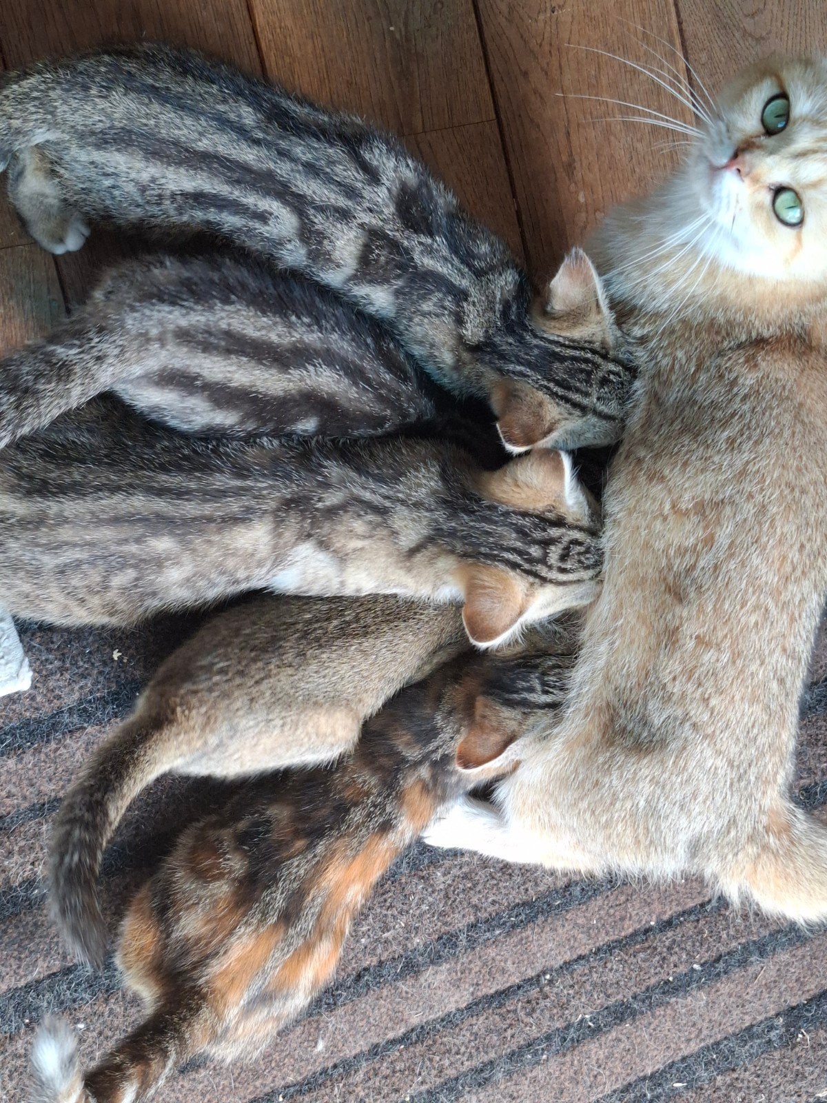 kittens 2x mannetje, Kater, 0 tot 2 jaar