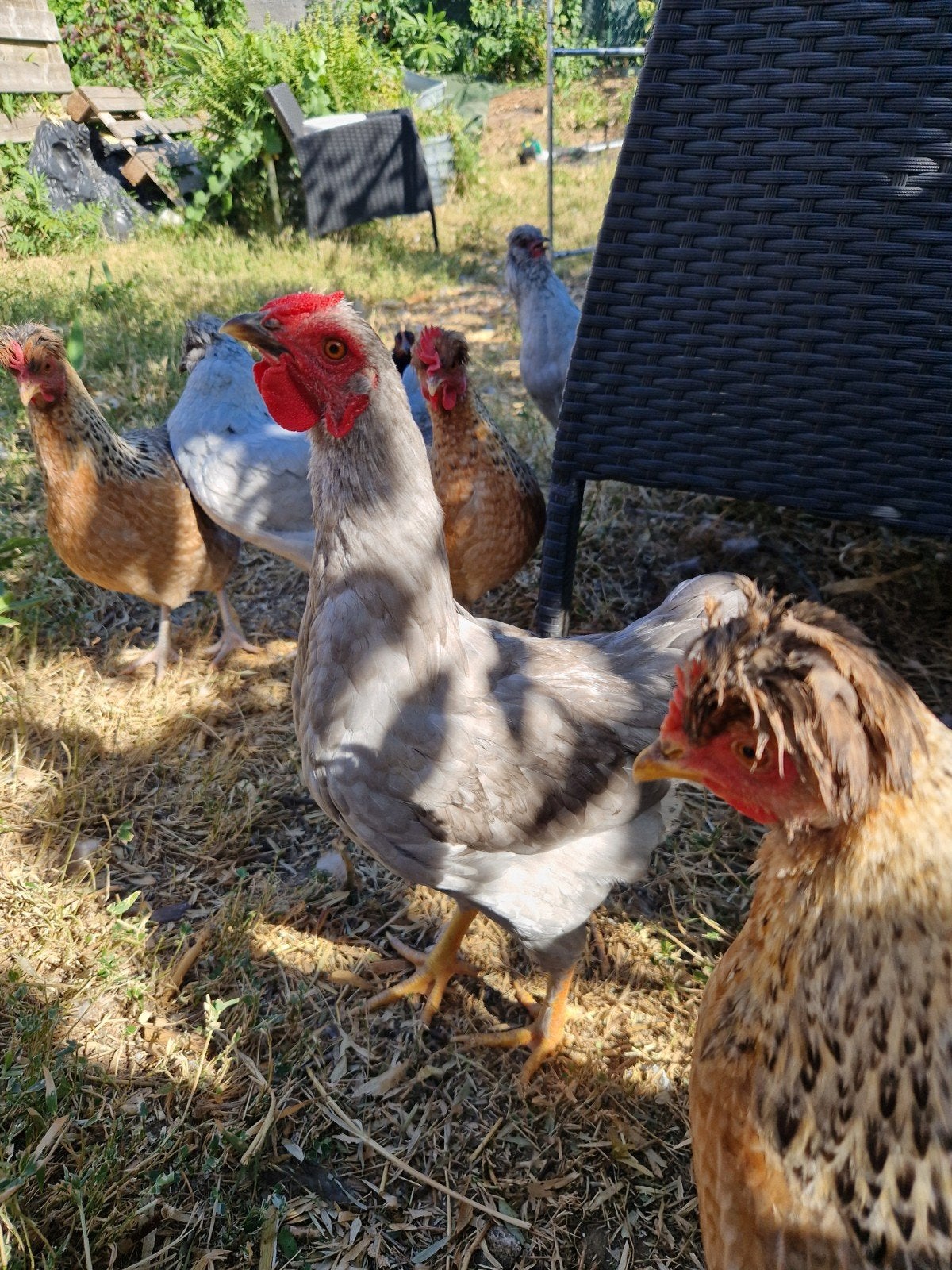 lavendel(parelgrijs) kriel wyandotte haan, Mannelijk, Kip