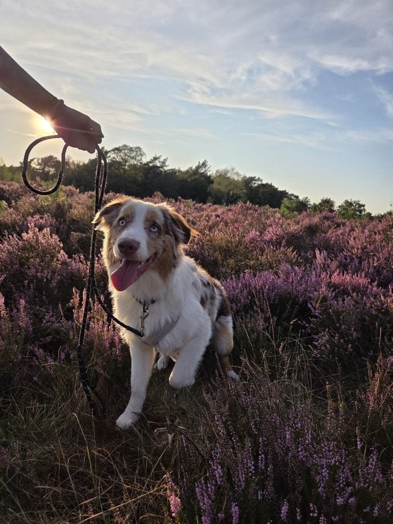australian shepherd, 15 weken tot 1 jaar, Reu, Eén hond, CDV (hondenziekte)