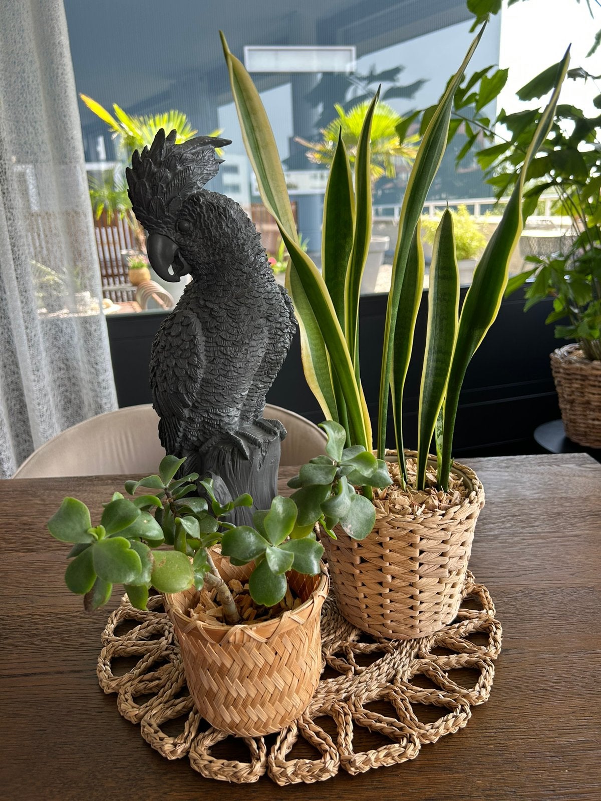 2 vetplanten incl mand, kaketoe en onderlegger, Ophalen, Vetplant, Halfschaduw, In pot