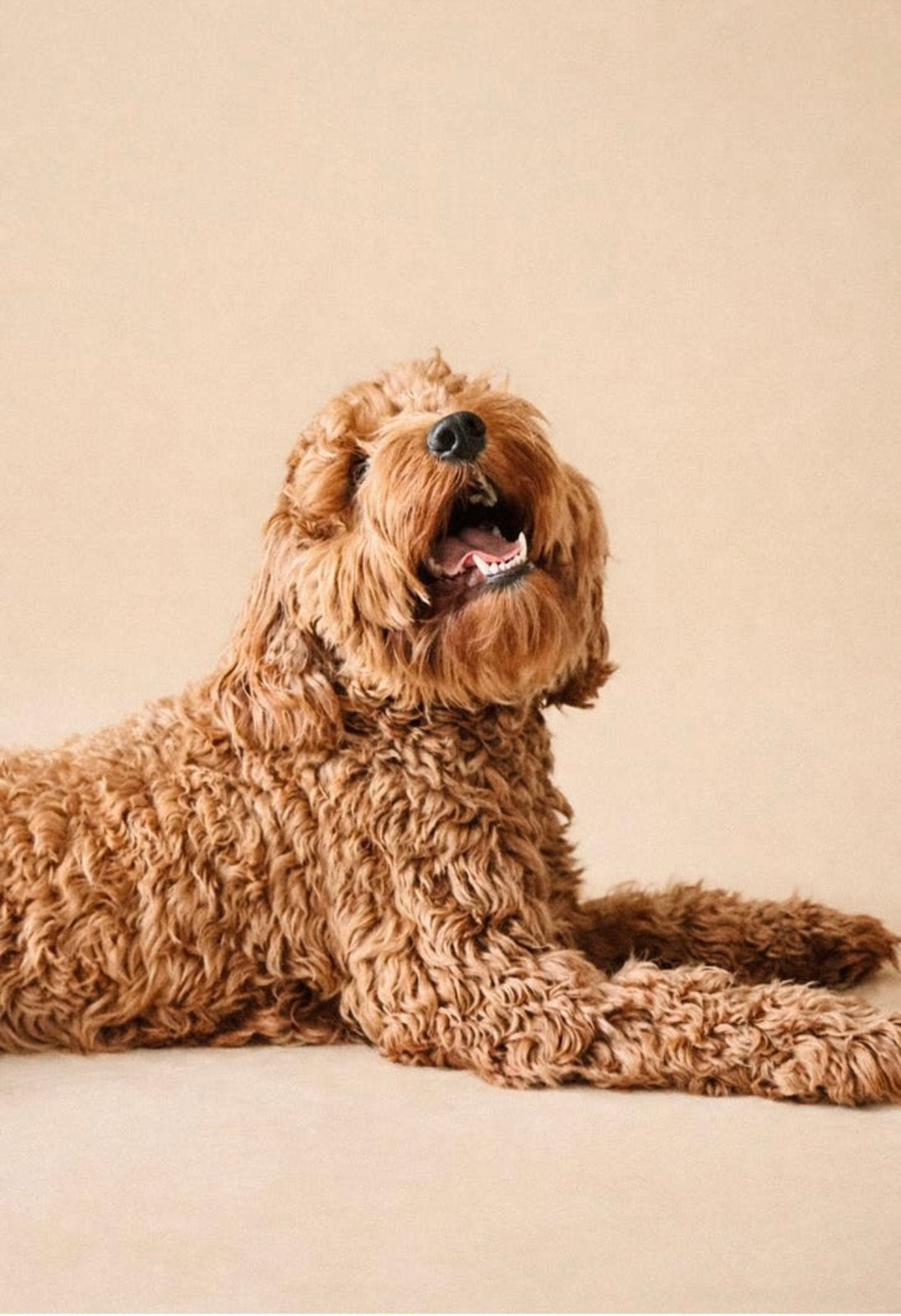 Rode Labradoodle dekreu | Getest | Bewezen nakomelingen, Dieren en Toebehoren, Honden | Dekreuen, Reu, Parvo, Eén hond, 3 tot 5 jaar