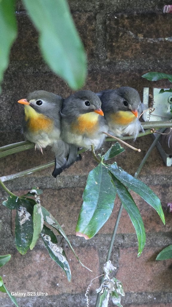 japanse nachtegalen, Dieren en Toebehoren, Mannelijk, Tropenvogel, Geringd