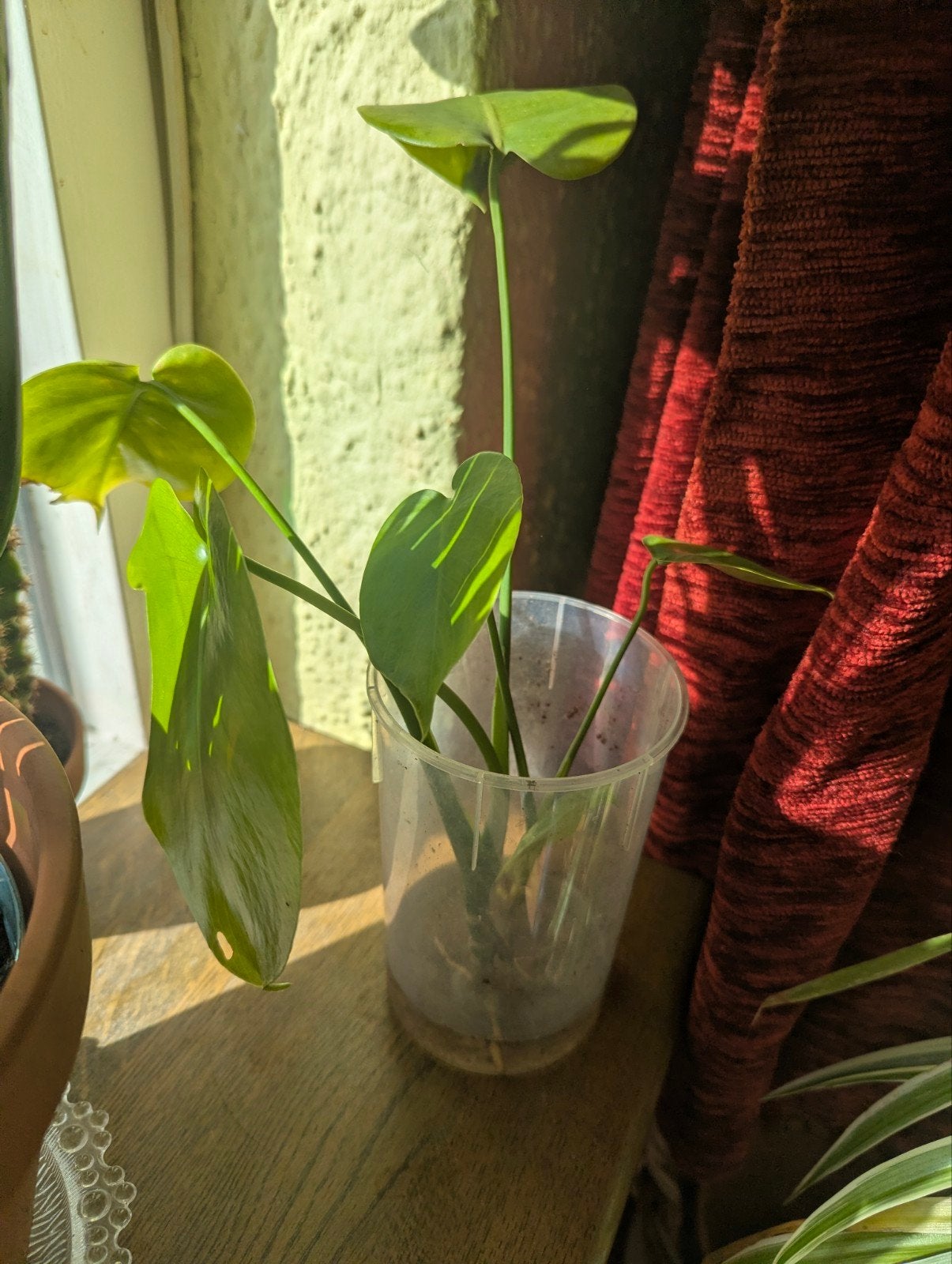 Monstera stekken (2 stuks) in water, Ophalen, Overige soorten, Minder dan 100 cm
