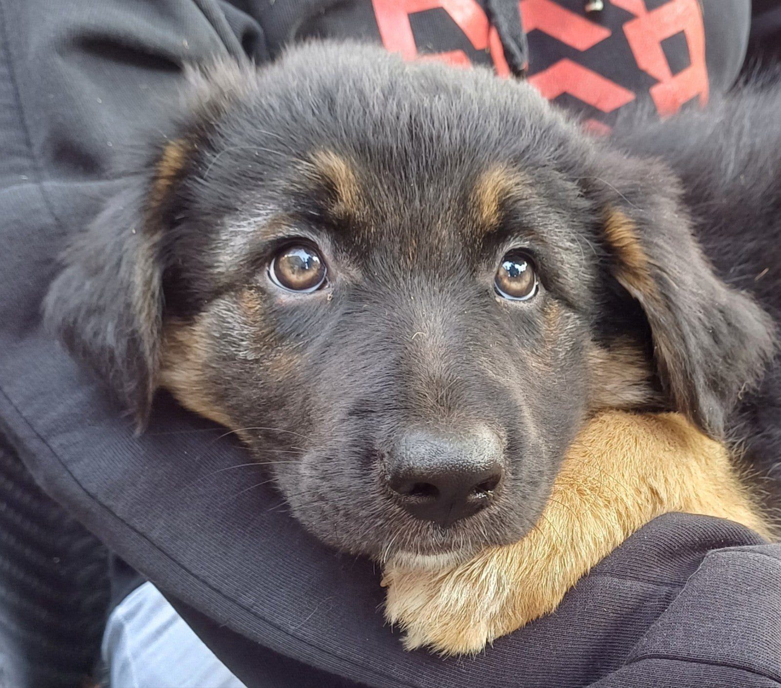 prachtig lief TEEFJE Border Collie / Oud Duitse Herder pup, 8 tot 15 weken, Teef, Eén hond, Herder