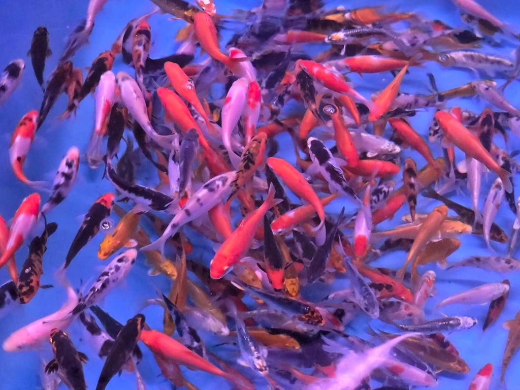 Koi 9–12 cm uit eigen kwekerij – Koidream Valburg, Karper of Koi