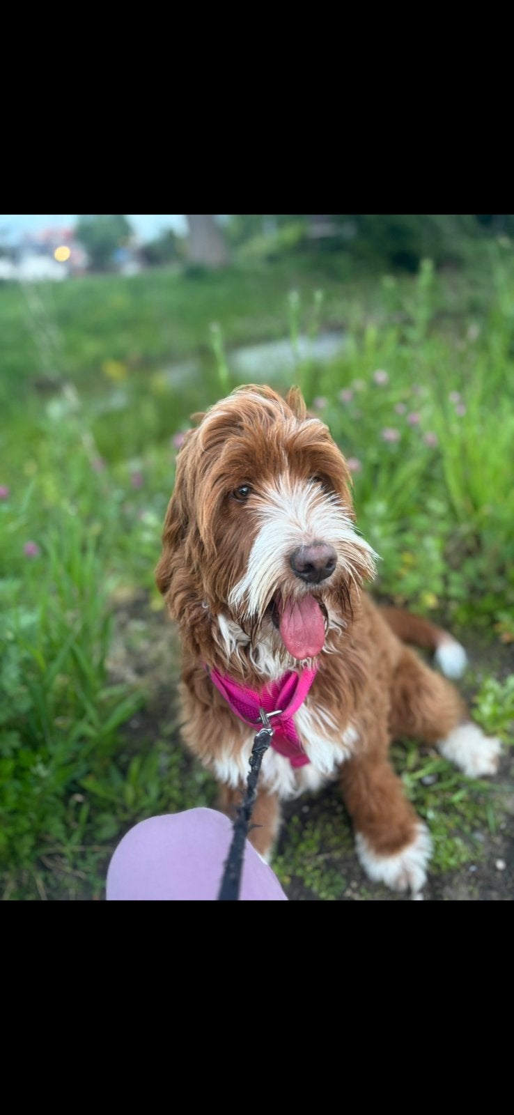 Warm mandje gezocht, maltipoo 1 jaar., Dieren en Toebehoren, Poedel, 1 tot 2 jaar, Teef, Eén hond