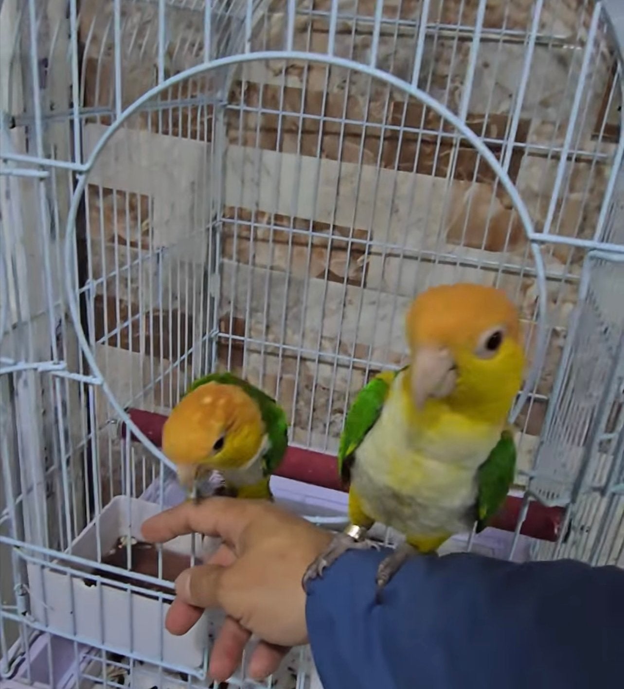 Gezocht: Meerdere koppels Witte Buikcaiques, Dieren en Toebehoren, Vogels | Parkieten en Papegaaien, Meerdere dieren, Papegaai