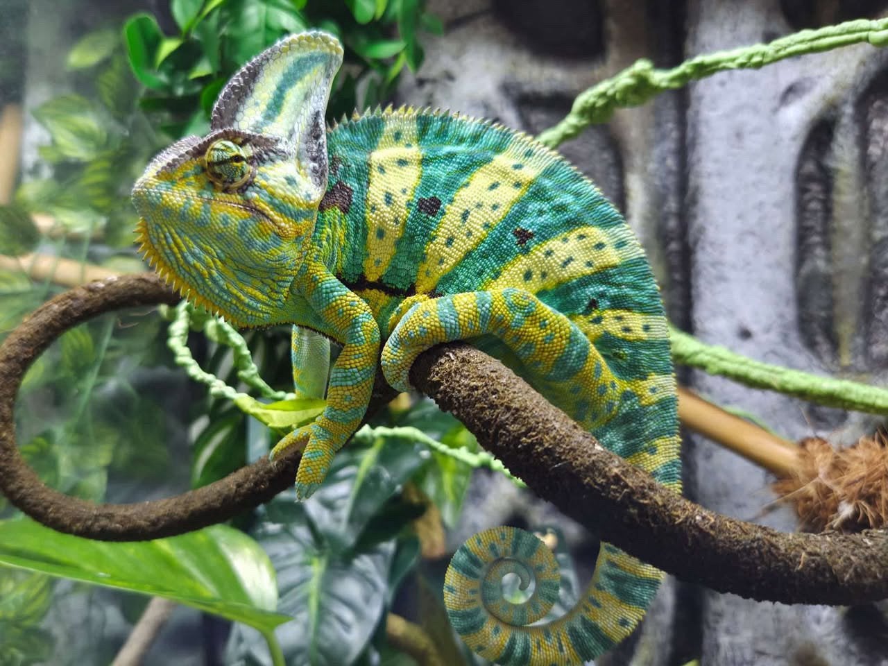 Jemenkameleon man met terrarium Chameleon photo 7