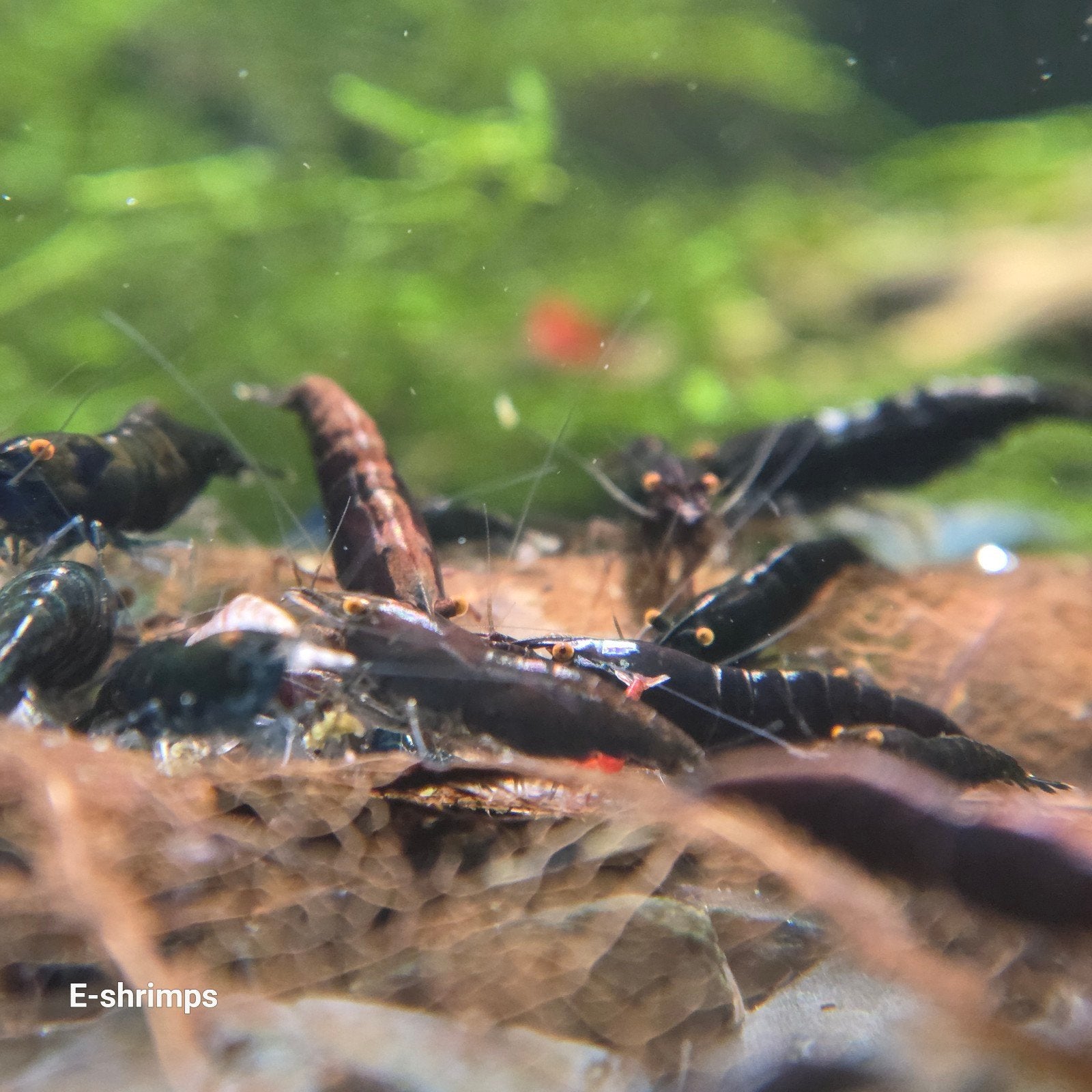 ️️☑️️Uitgeselecteerde | OE Neocaridina-garnalen, Kreeft, Krab of Garnaal, Zoetwatervis, Schoolvis