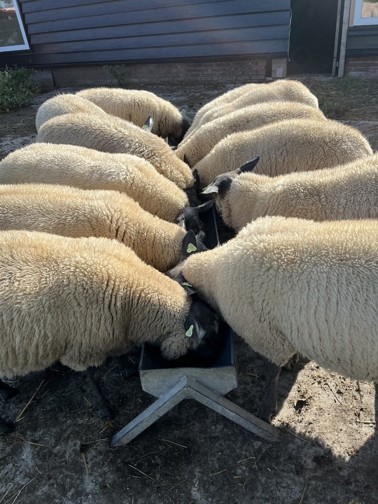 Bleu du Maine ramlammeren te koop voor de dekkerij, Mannelijk, Schaap, 0 tot 2 jaar