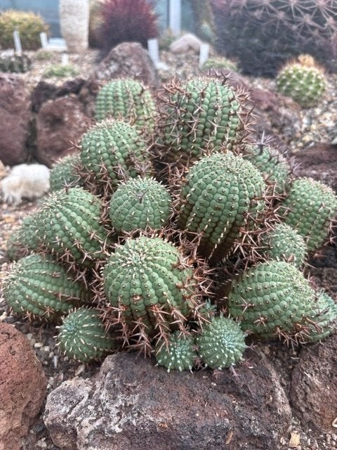 Euphorbia stellispina, cactus, 25 cm bij 22 cm, Ophalen, Cactus, Volle zon, Minder dan 100 cm