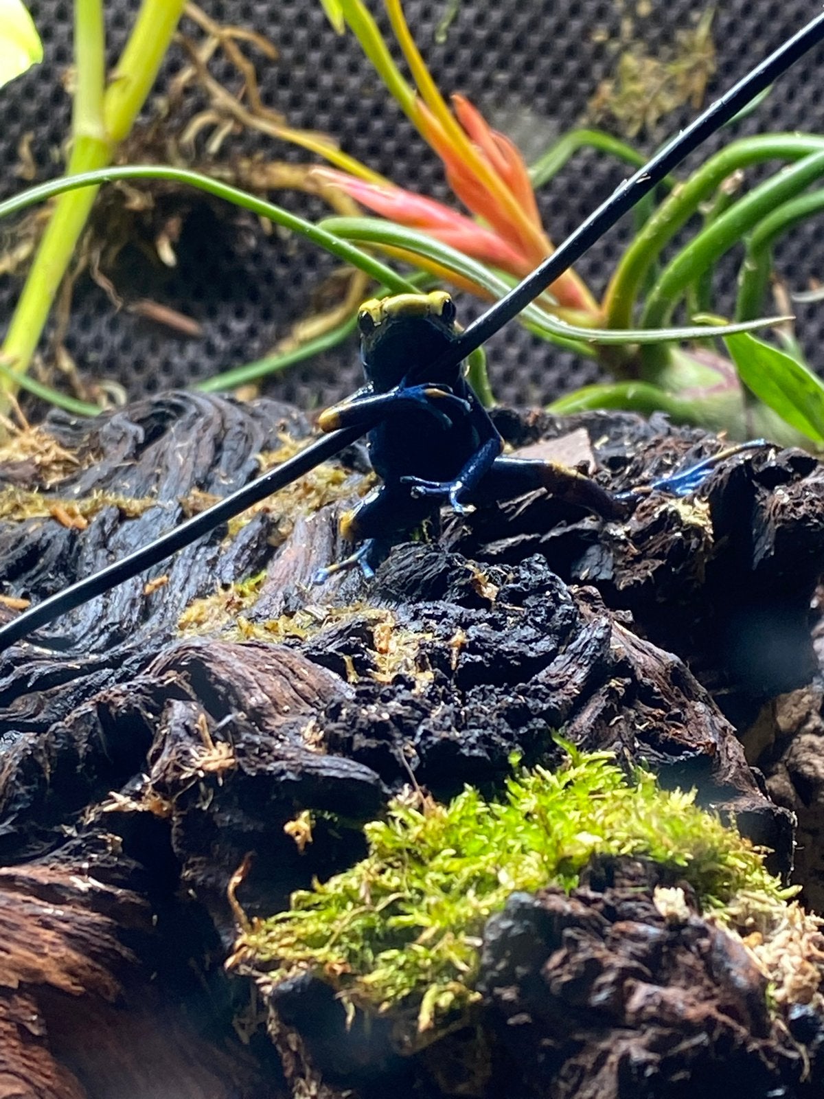 Pijlgifkikker Frog photo 4