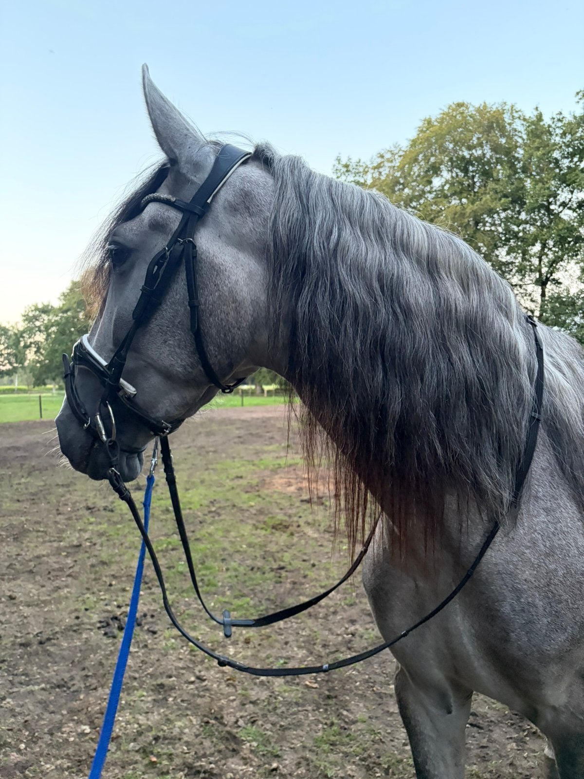 Super knappe en brave ruin!, Ruin, Dressuurpaard, 3 tot 6 jaar, 165 tot 170 cm