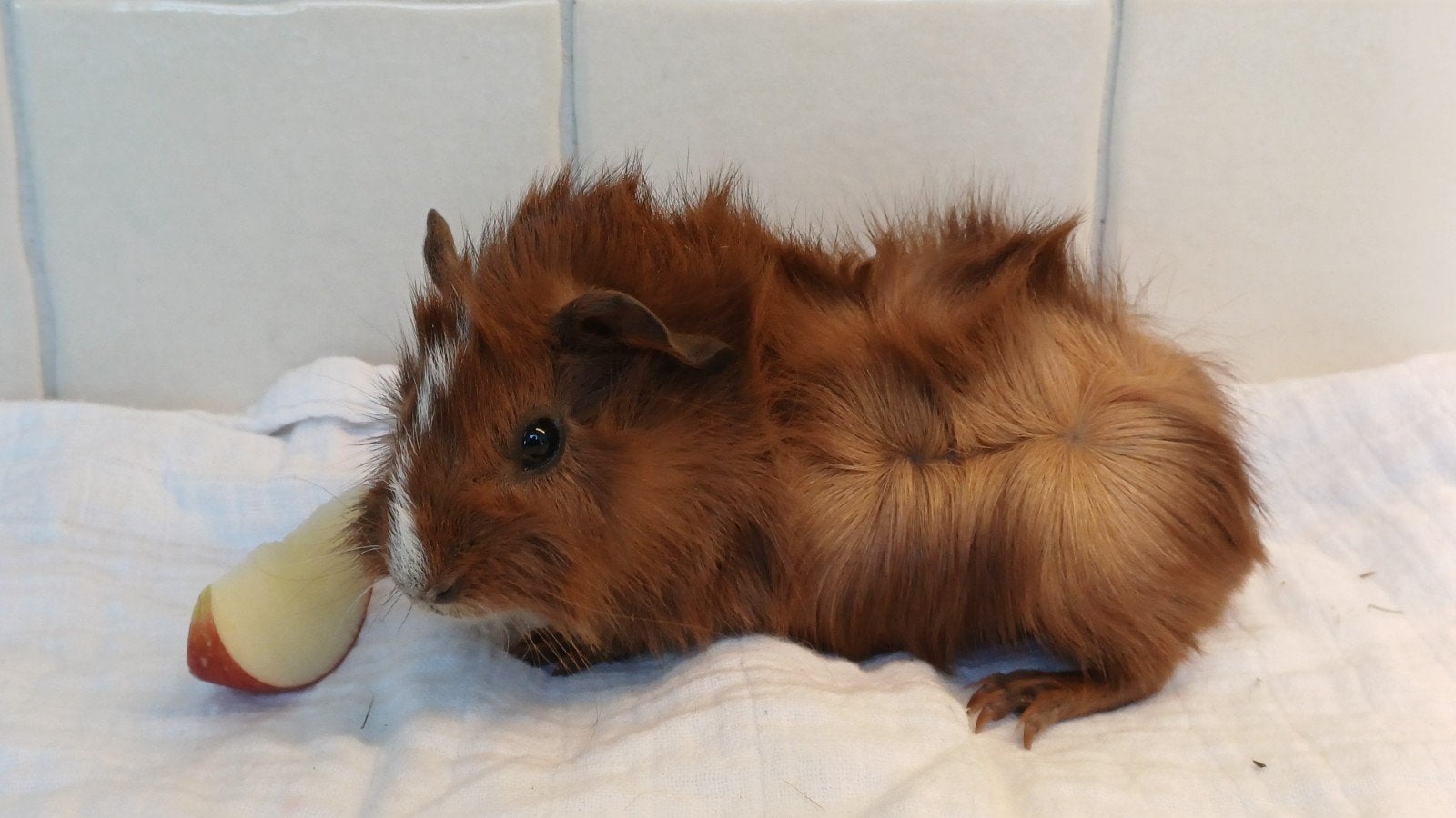 prachtig jong caviaatje - cavia beertje, Dieren en Toebehoren, Cavia, Mannelijk, Tam, September