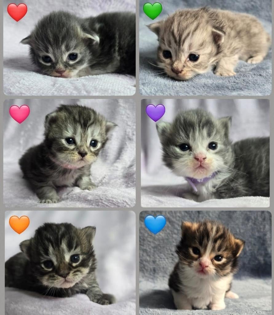 Maine coon x Pers (Langhaar) kittens