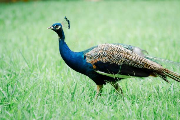 Blauwe en bonte pauwen manen en vrouwen te koop, Dieren en Toebehoren, Meerdere dieren, Overige soorten