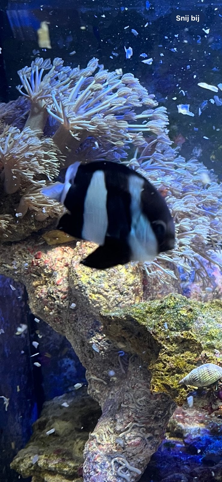 Dascyllus Melanurus GRATIS, Dieren en Toebehoren, Vissen | Aquariumvissen, Vis