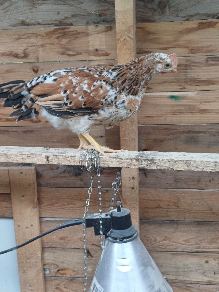 Leghorn porselien haantjes, Dieren en Toebehoren, Pluimvee, Mannelijk, Kip