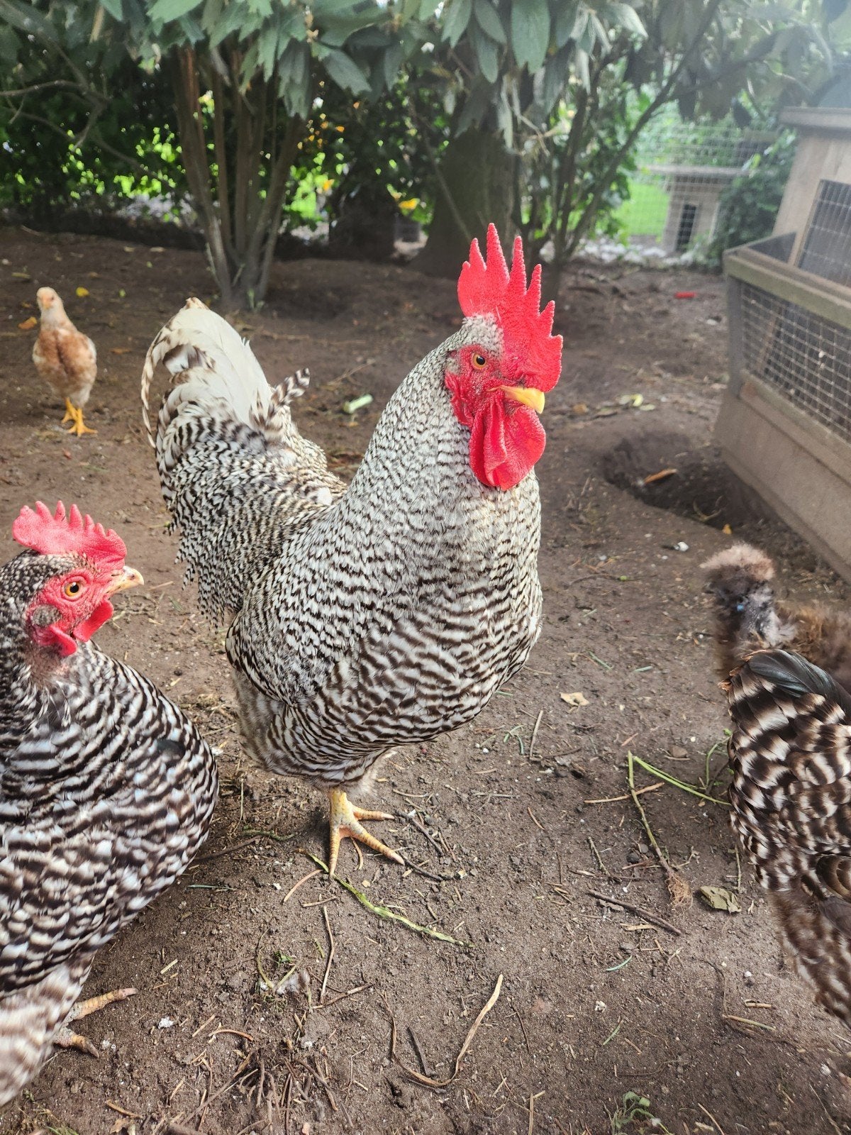 Amrock haan, Mannelijk, Kip