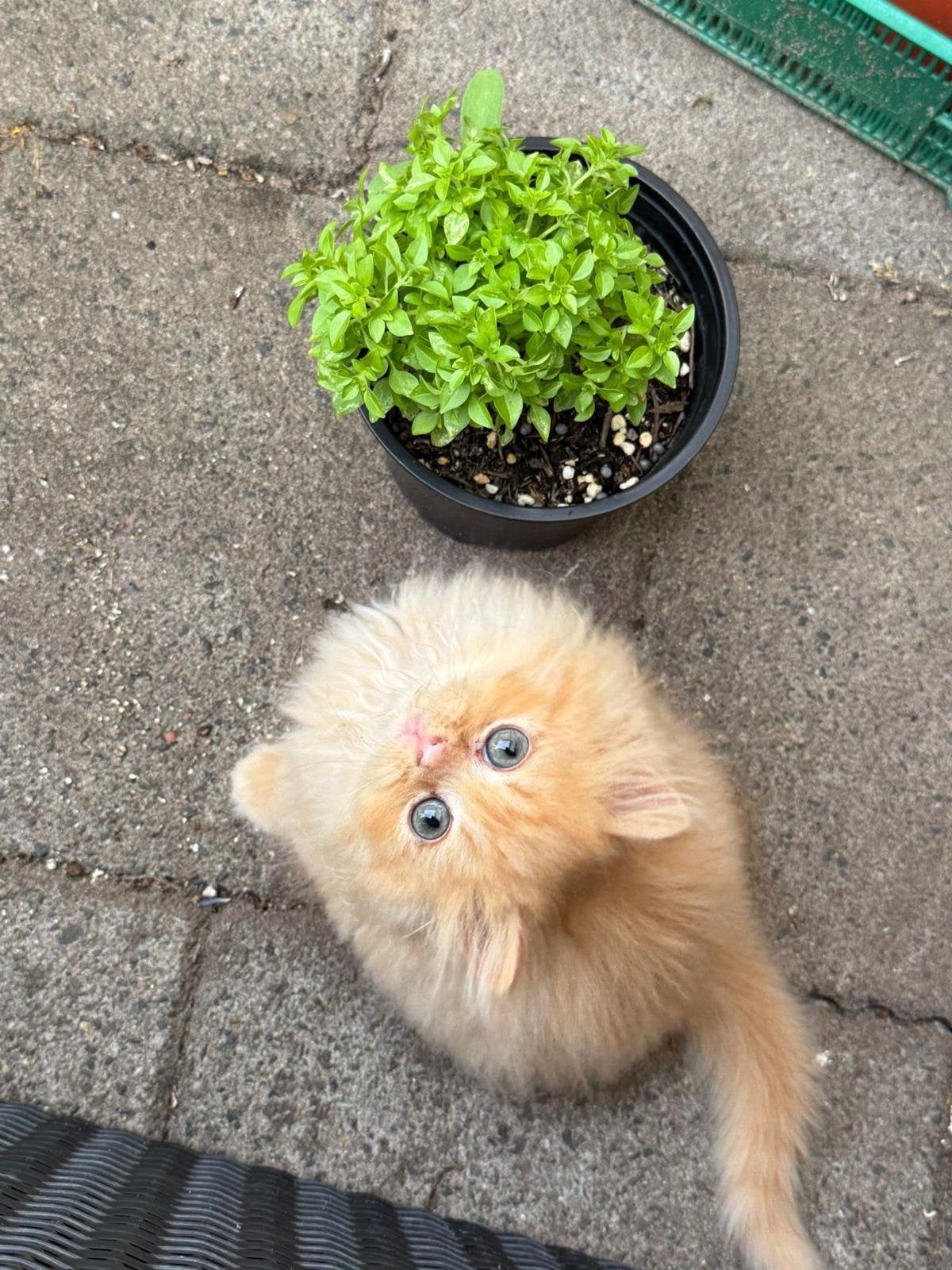 Mooie britse kittens voor mooie prijsje, Dieren en Toebehoren, Kater, Met stamboom, 0 tot 2 jaar