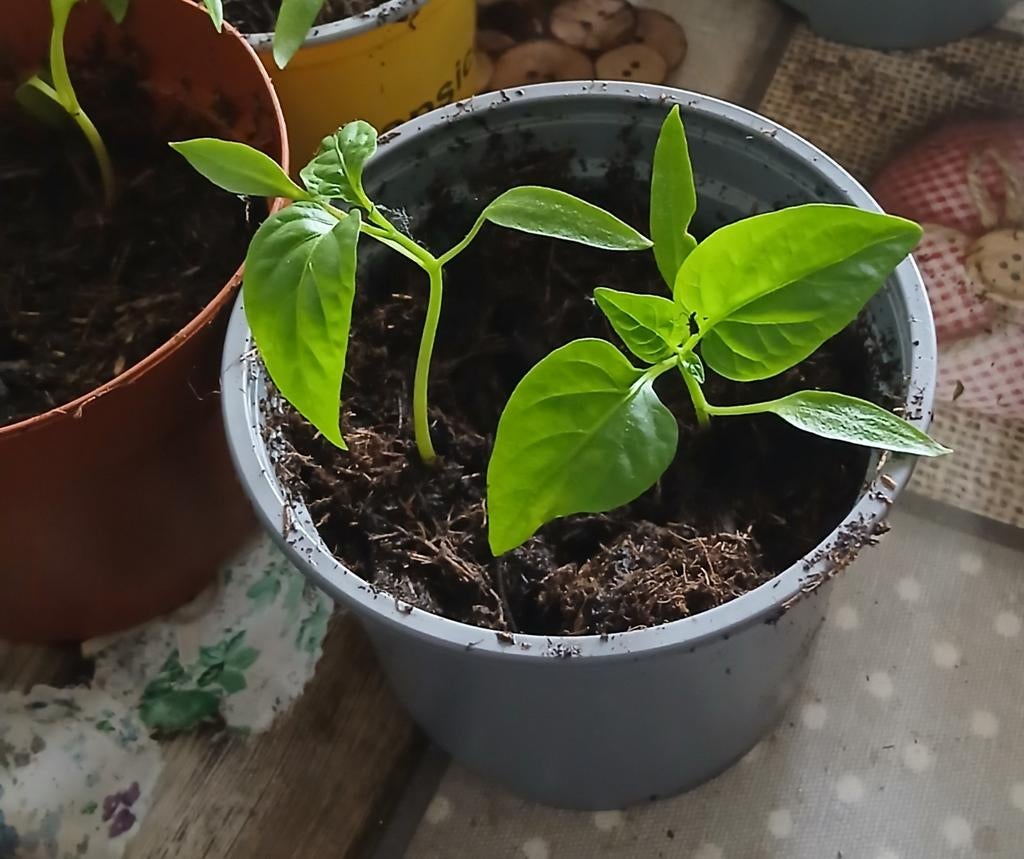 2 peperplantjes te koop, Huis en Inrichting, Kamerplanten, Ophalen, Halfschaduw, Minder dan 100 cm