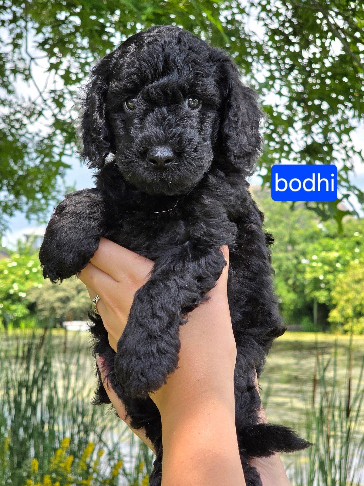 Prachtige sociale zwarte middenslag poedel pups., Dieren en Toebehoren, Overige rassen, 8 tot 15 weken, Parvo, Meerdere