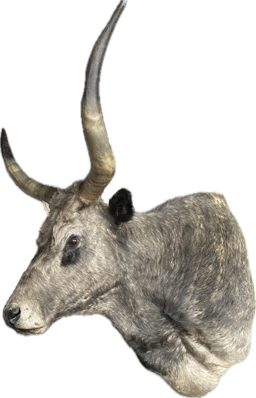 Groot schouderstuk van een Hongaarse steppenrund, Verzamelen, Dierenverzamelingen, Zo goed als nieuw, Opgezet dier, Boerderijdier