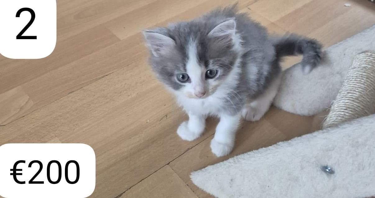 Kittens opzoek naar een nieuw thuis, Meerdere dieren, Ontwormd