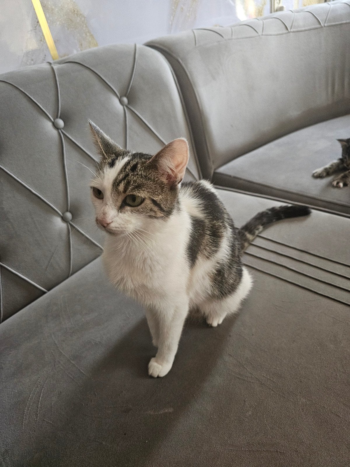 60, Dieren en Toebehoren, Katten en Kittens | Overige Katten