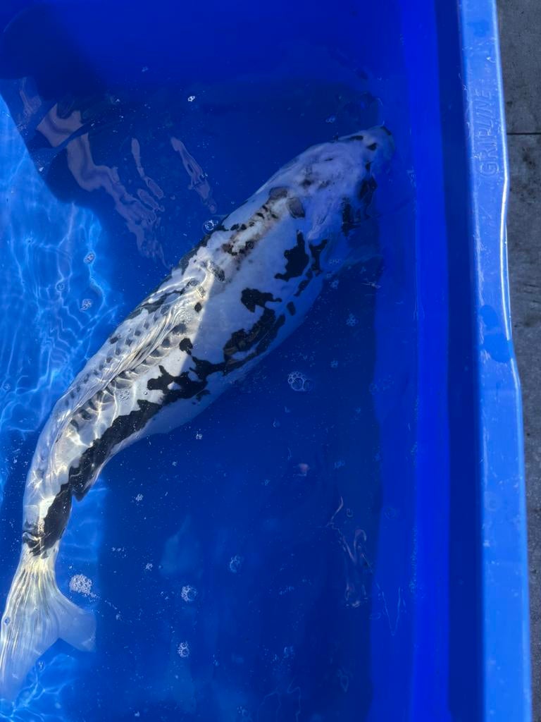 Mooie koi karpers, Karper of Koi