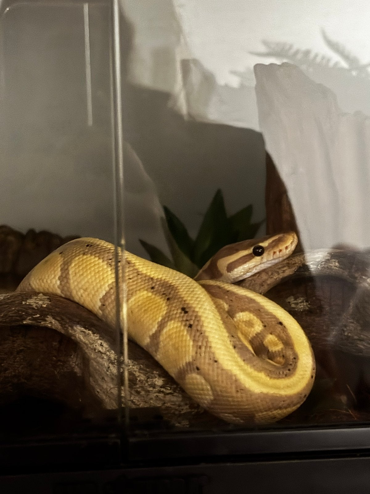 Banana Orange dream specter het piebald male, Dieren en Toebehoren, Slang, 3 tot 6 jaar