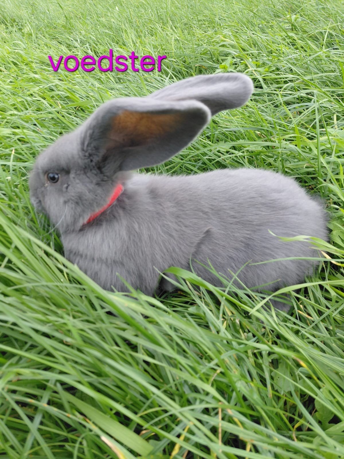 Jonge Duitse Reuzen, Meerdere dieren, Groot, 0 tot 2 jaar