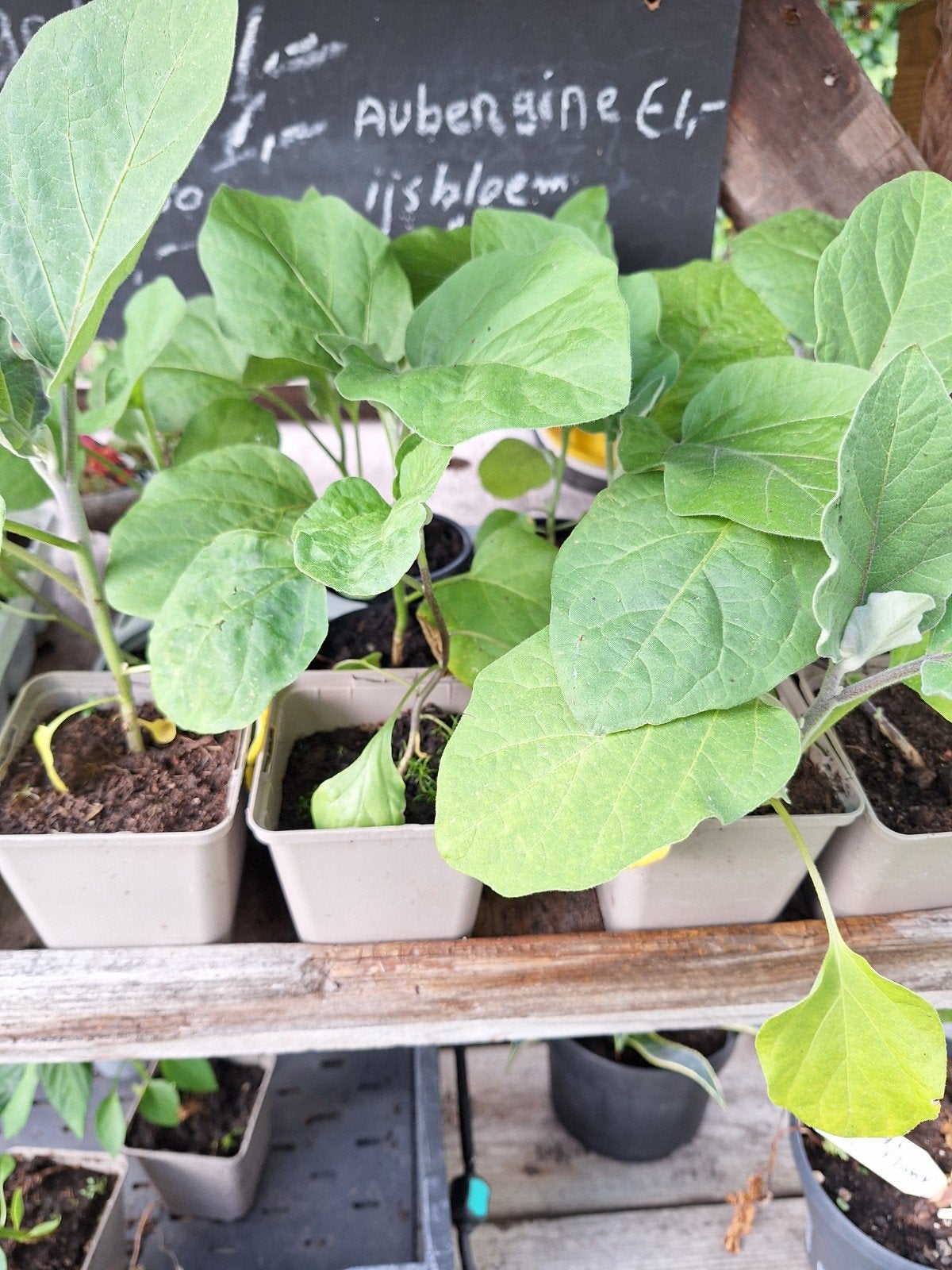 Aubergine, Ophalen, Eenjarig, Groenteplanten, Volle zon