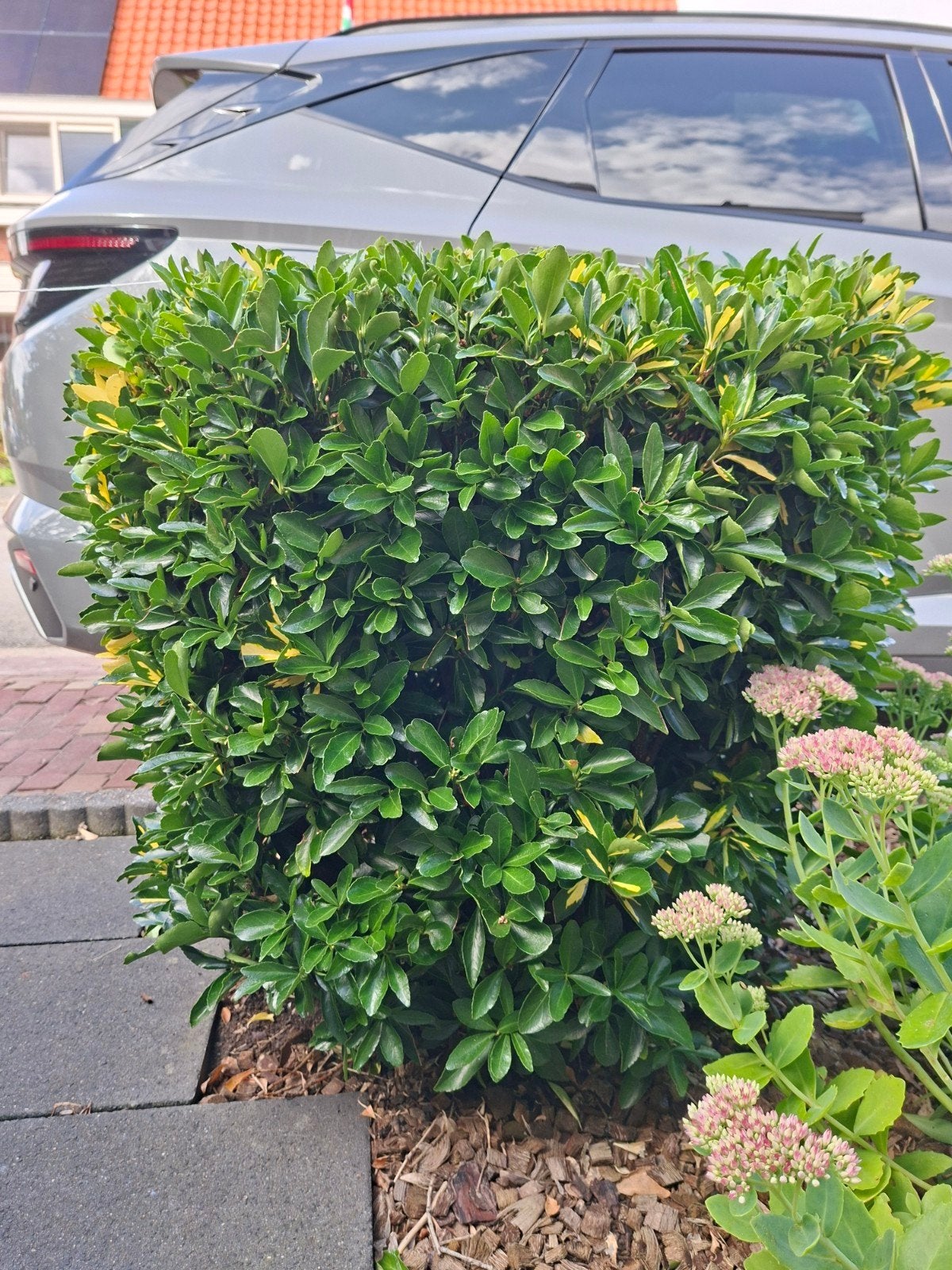 Een zeer mooie Japanse kardinaalmuts 70 cm.hoog 70 cm doorsn, Ophalen, Overige soorten, Struik, Minder dan 100 cm
