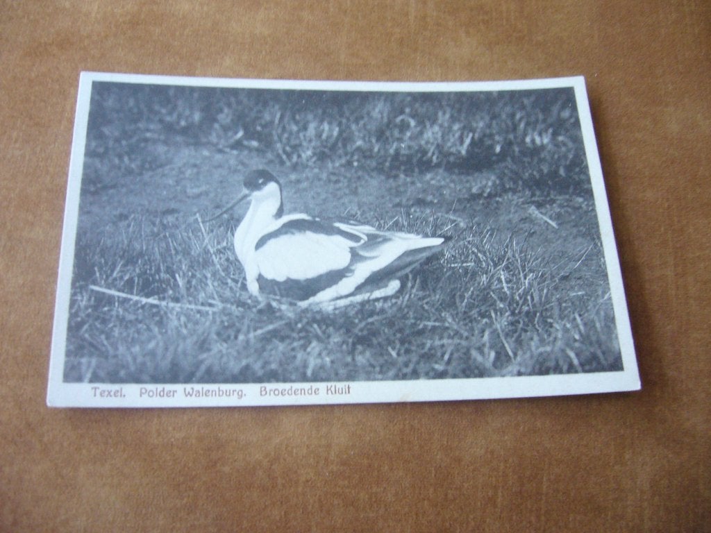 TEXEL  =  POLDDR WALENBURG  -  BROEDENDE KLUIT, Verzamelen, Ophalen of Verzenden, 1920 tot 1940, Ongelopen, Waddeneilanden