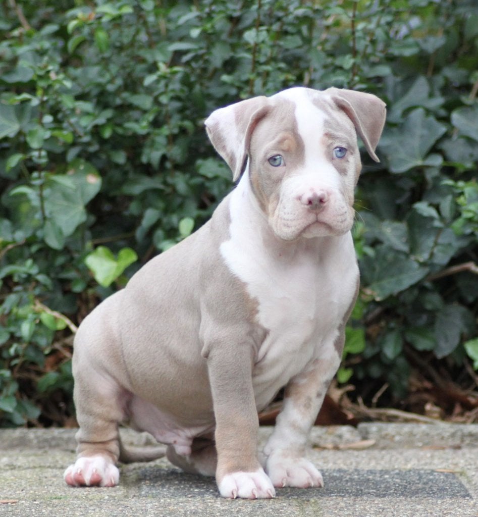 Xl bully pups, Dieren en Toebehoren, CDV (hondenziekte), 8 tot 15 weken, Bulldog, Meerdere