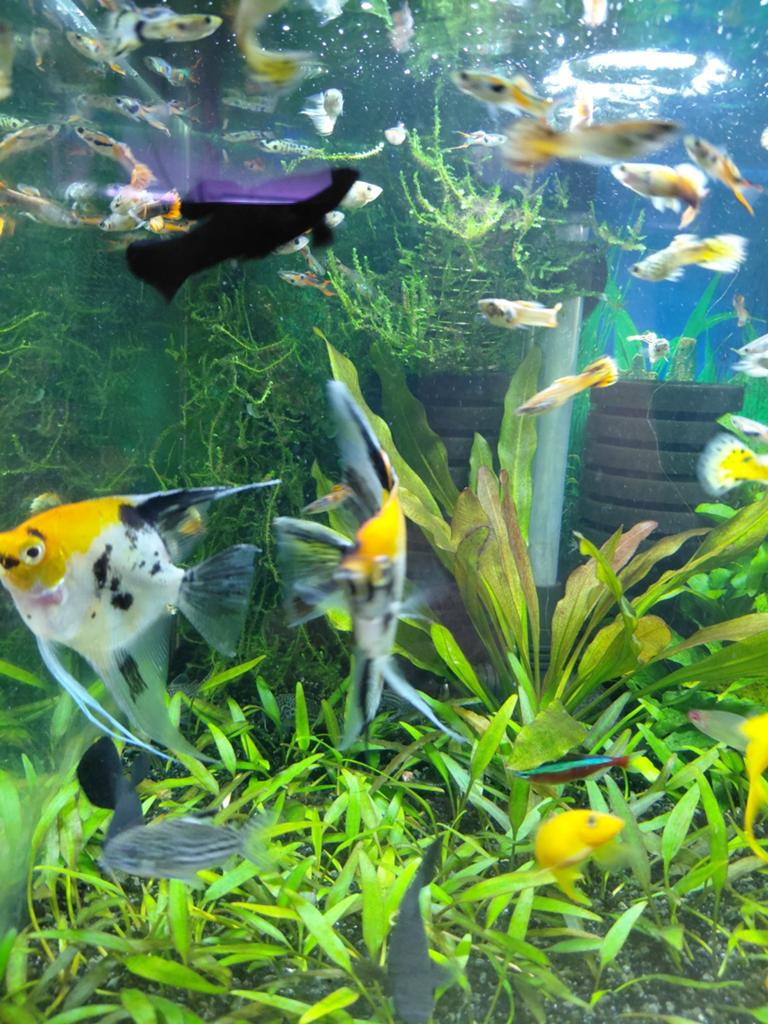 Koi maanvissen, Dieren en Toebehoren, Vis, Zoetwatervis