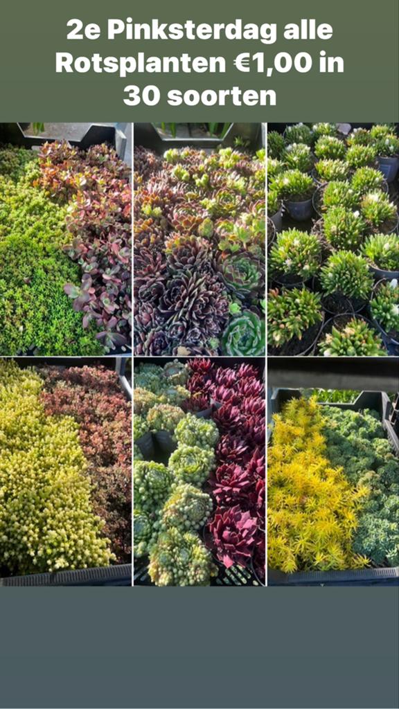 Rotsplanten - 30 soorten 8 voor €10,00 en 50 =€50, Tuin en Terras, Planten | Tuinplanten, Ophalen, Vaste plant, Bodembedekkers