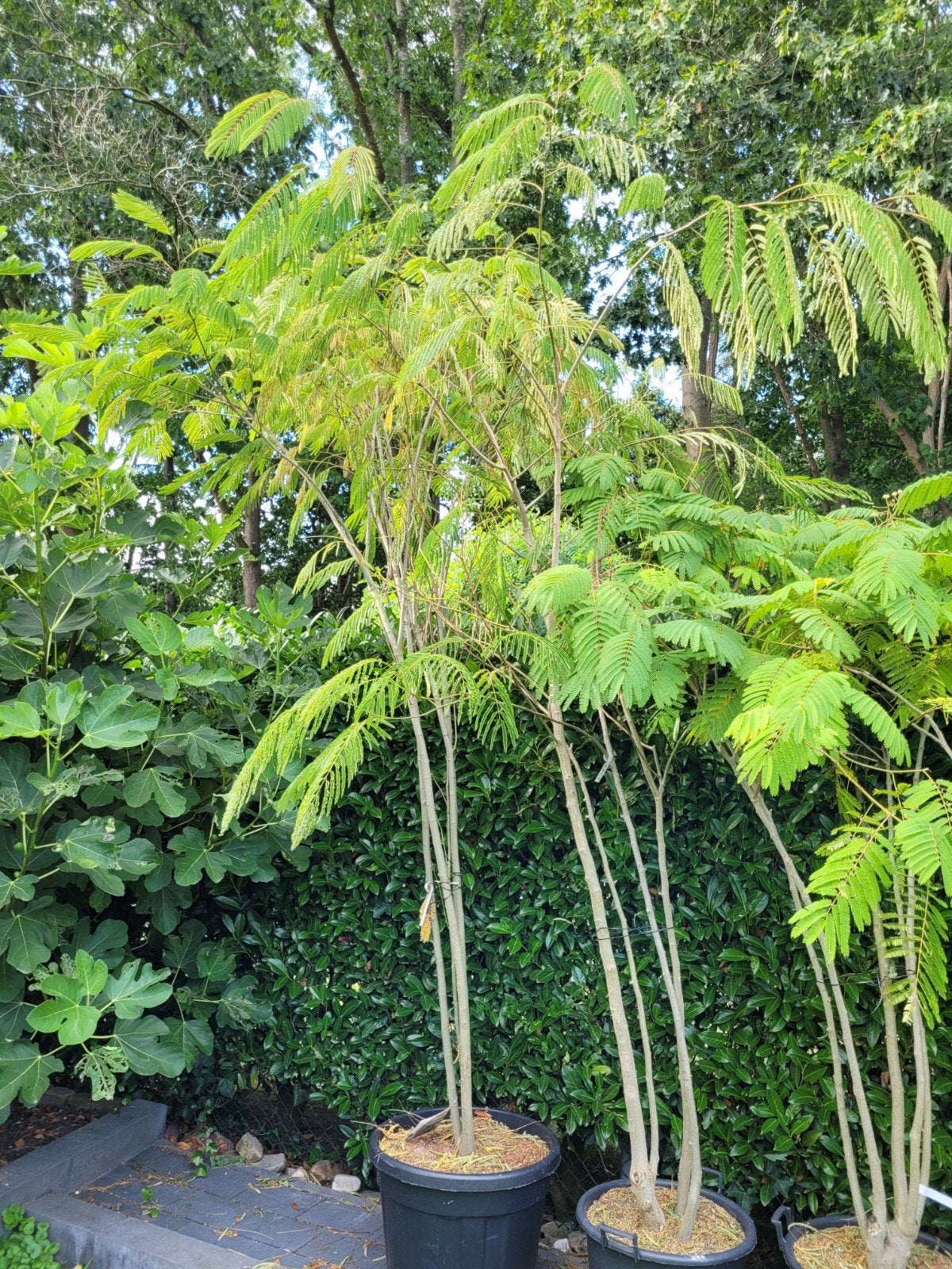 Albizia Julibrissin Slaapboom - Meerstammig, Ophalen
