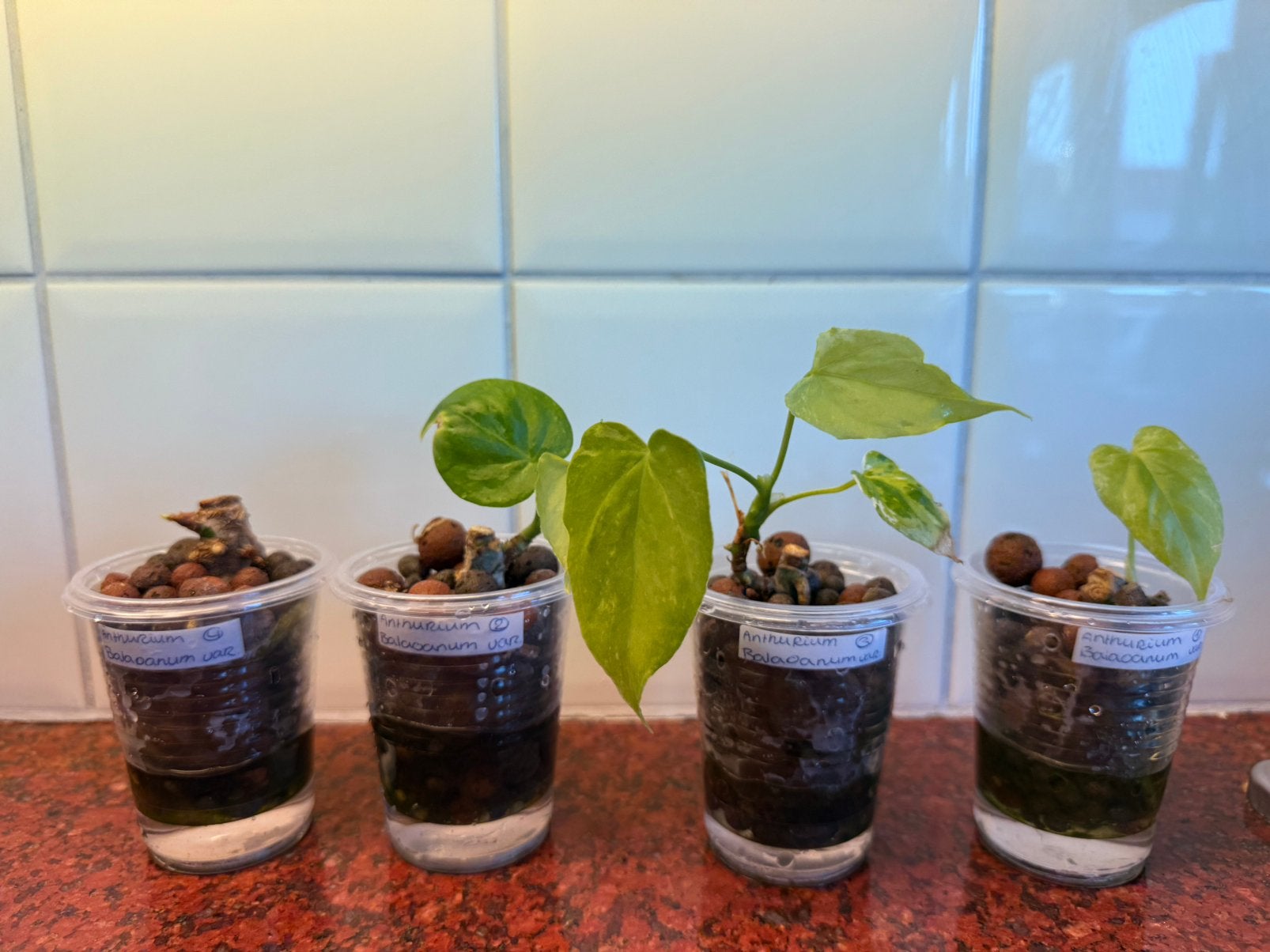 anthurium balaoanum variegata, Ophalen of Verzenden, Halfschaduw, Minder dan 100 cm