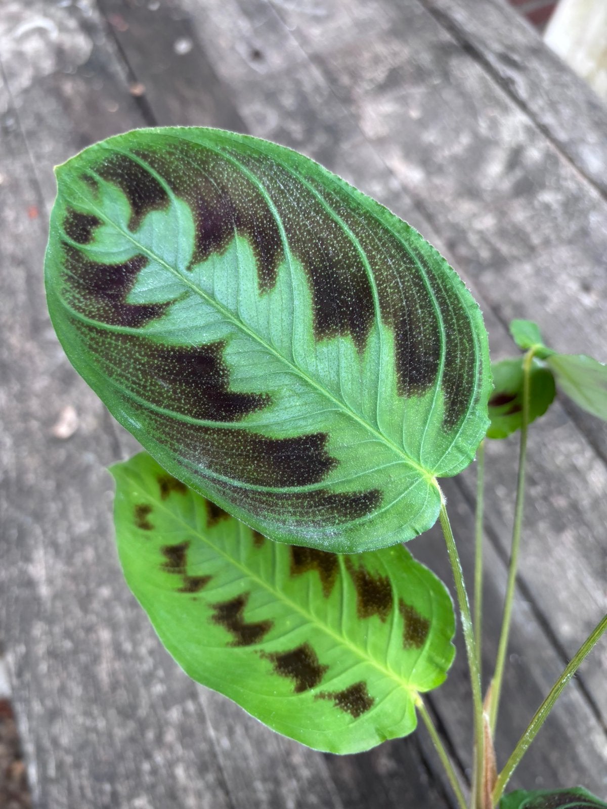 Maranta testudinea, Ophalen of Verzenden, Halfschaduw, Minder dan 100 cm