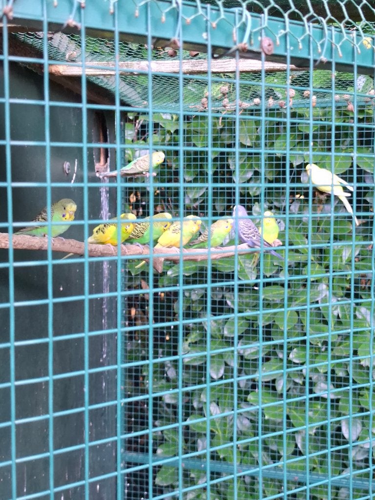 Te koop grasparkieten., Dieren en Toebehoren, Meerdere dieren, Parkiet