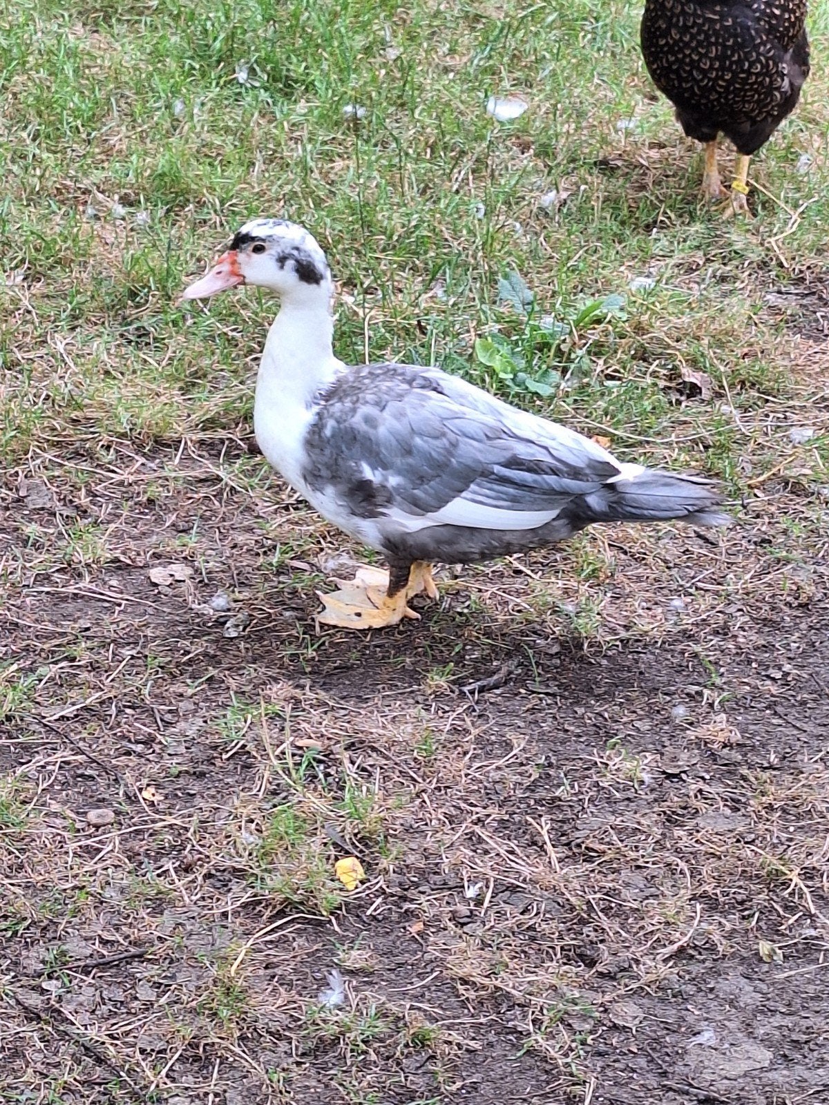 Muskuseenden, Dieren en Toebehoren, Pluimvee, Meerdere dieren, Eend